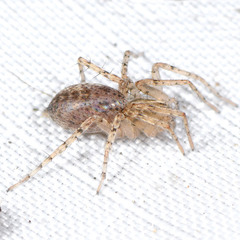 Anyphaena