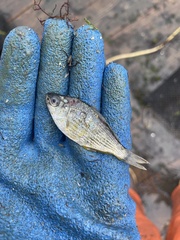 Cymatogaster aggregata