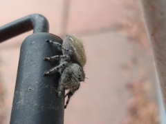 Phidippus adumbratus