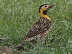 Colaptes campestris campestris