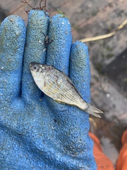 Cymatogaster aggregata