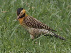 Colaptes campestris campestris