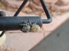 Phidippus adumbratus