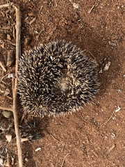Atelerix albiventris