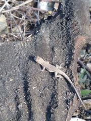 Urosaurus nigricauda