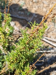Calceolaria thyrsiflora
