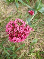 Centranthus