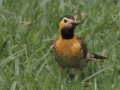 Colaptes campestris campestris