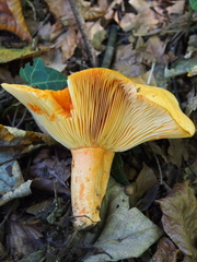 Lactarius salmonicolor