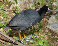 Fulica atra atra