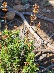 Calceolaria thyrsiflora