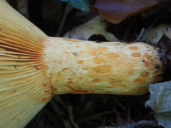 Lactarius salmonicolor