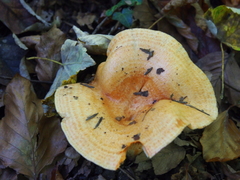 Lactarius salmonicolor