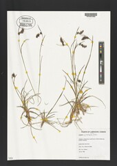 Luzula spicata