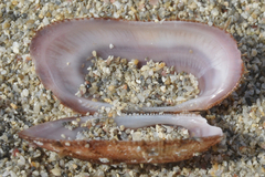 Barbatia
