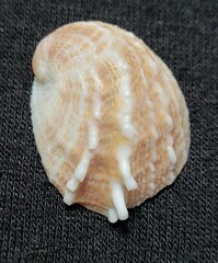 Bostrycapulus aculeatus