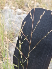 Panicum hallii