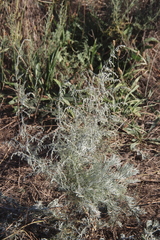 Artemisia santonicum