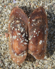 Barbatia