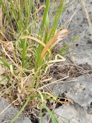 Panicum hallii