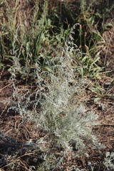 Artemisia santonicum