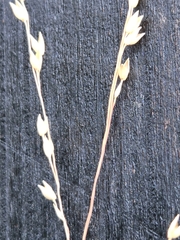 Panicum hallii