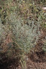 Artemisia santonicum