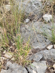 Panicum hallii