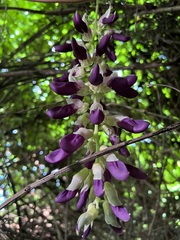 Mucuna