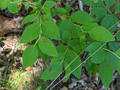 Vaccinium pallidum