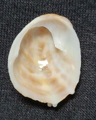 Bostrycapulus aculeatus