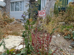 Symphyotrichum ciliolatum