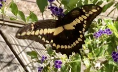 Heraclides cresphontes