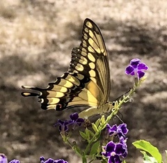 Heraclides cresphontes