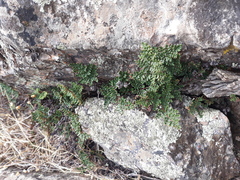 Oeosporangium