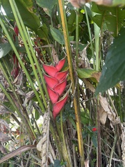 Heliconia bihai