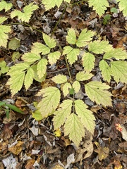 Actaea