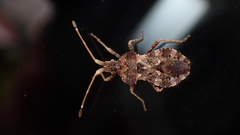 Centrocoris variegatus