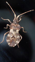 Centrocoris variegatus