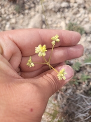 Eriogonum alatum