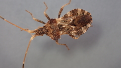 Centrocoris variegatus