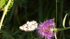 Melanargia lachesis