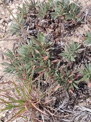 Eriogonum alatum