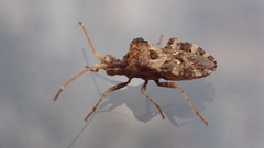 Centrocoris variegatus