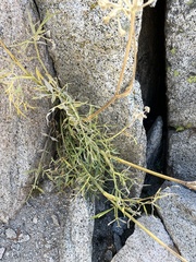 Angelica lineariloba