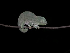 Chamaeleonidae