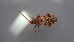 Centrocoris variegatus