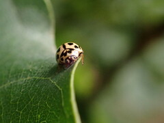 Tytthaspis sedecimpunctata