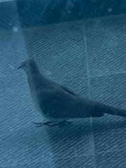 Streptopelia senegalensis