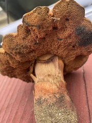 Suillellus amygdalinus